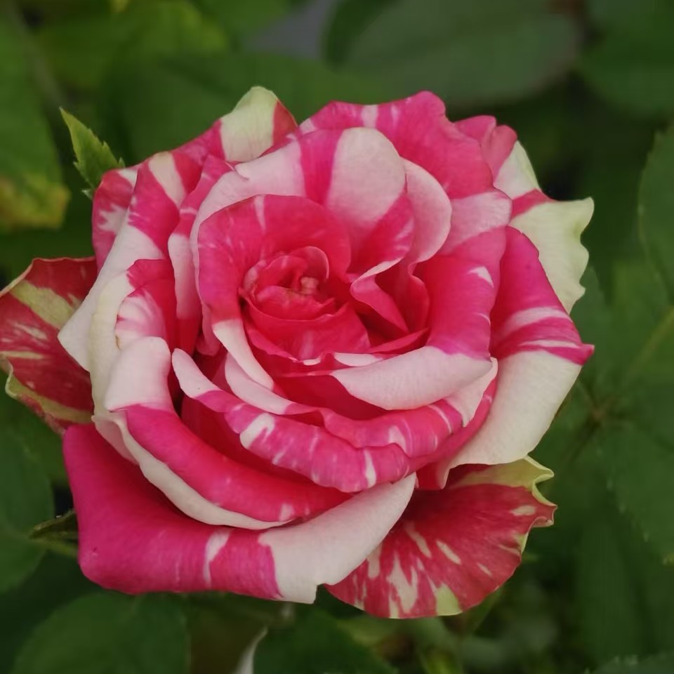 【粉彪马】根接1+土球发货月季