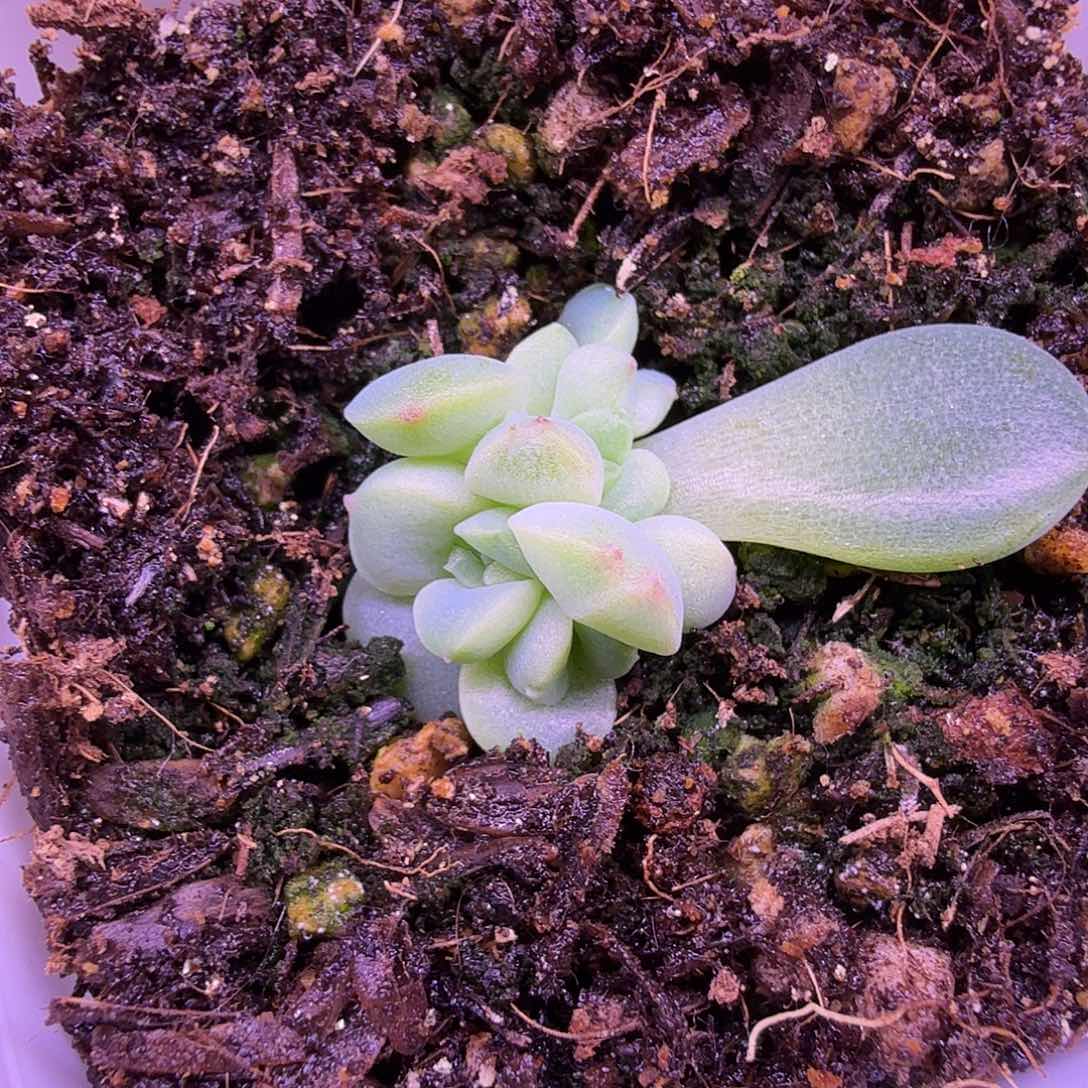 无2叶插苗一物一拍