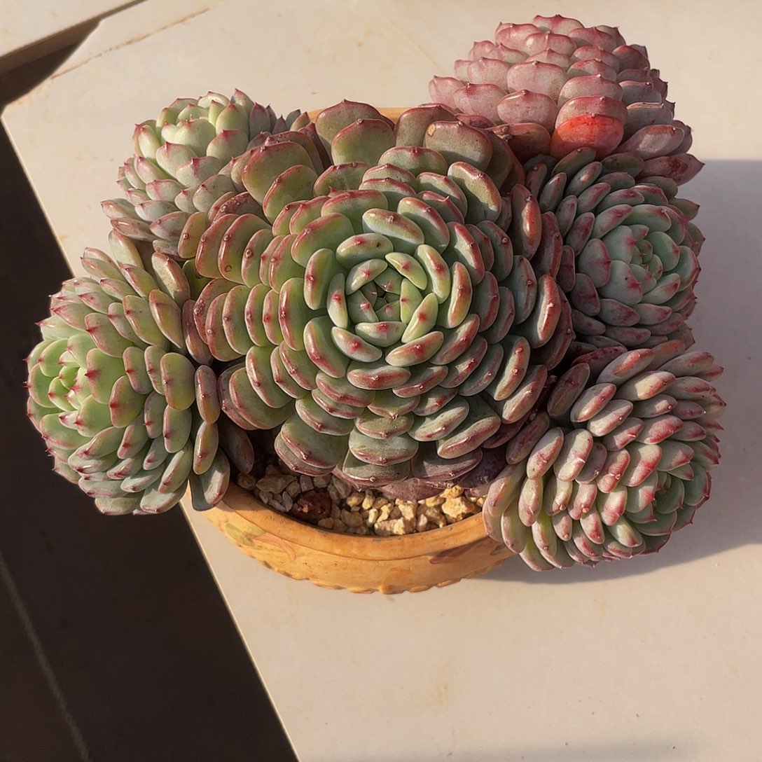 白胖子多肉多肉多肉