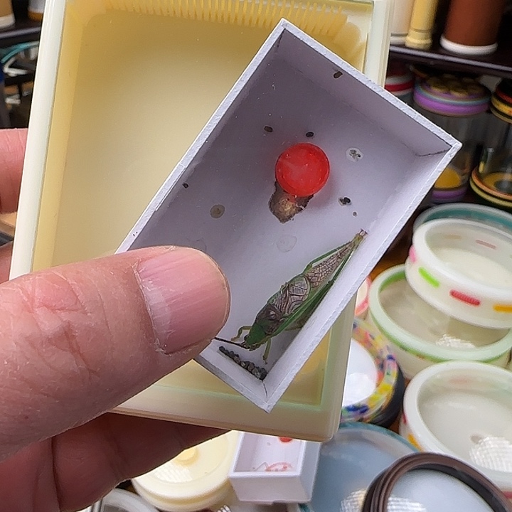 太***華霍氏虫盒组合装精品