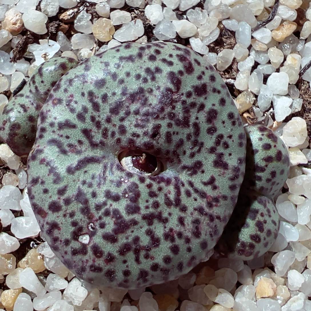 213-609多肉黑点安贞