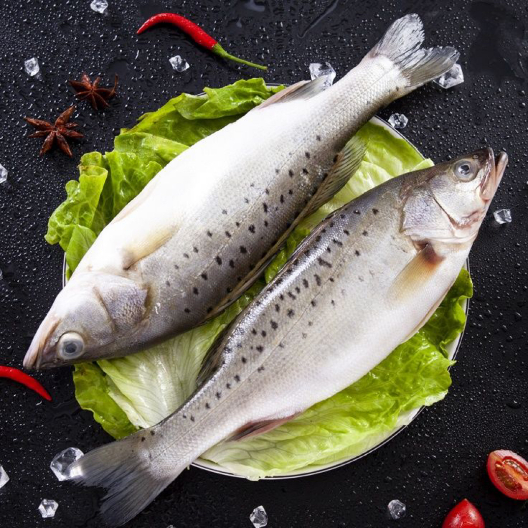 冰鲜海鲈鱼1.5-1.7斤左右