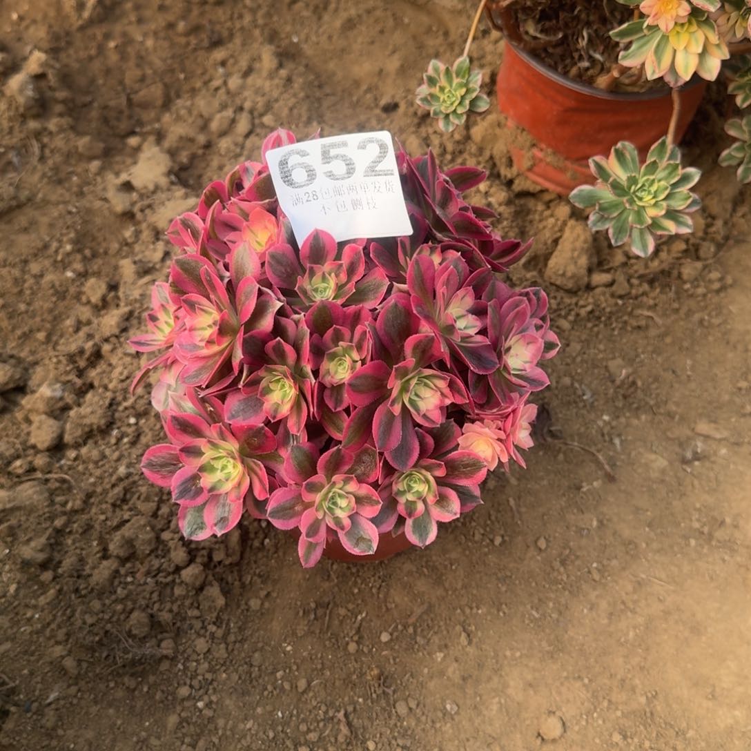 安**妈652号女巫福利不包损