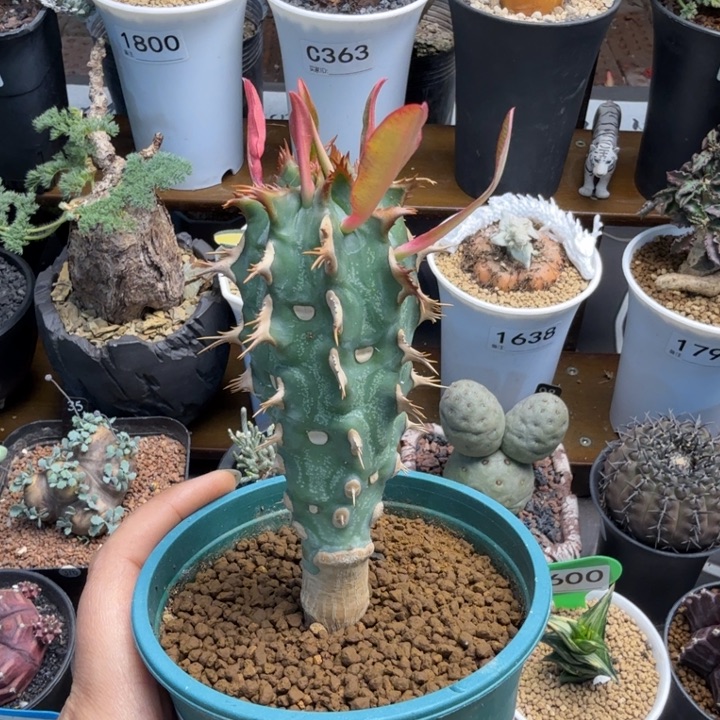 喷火龙1813 （满28包邮）