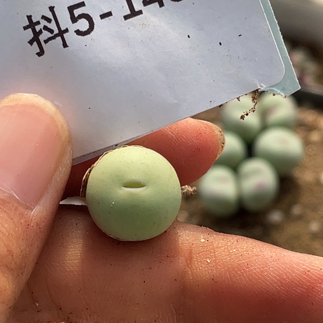 5-145鸽子蛋多肉植物