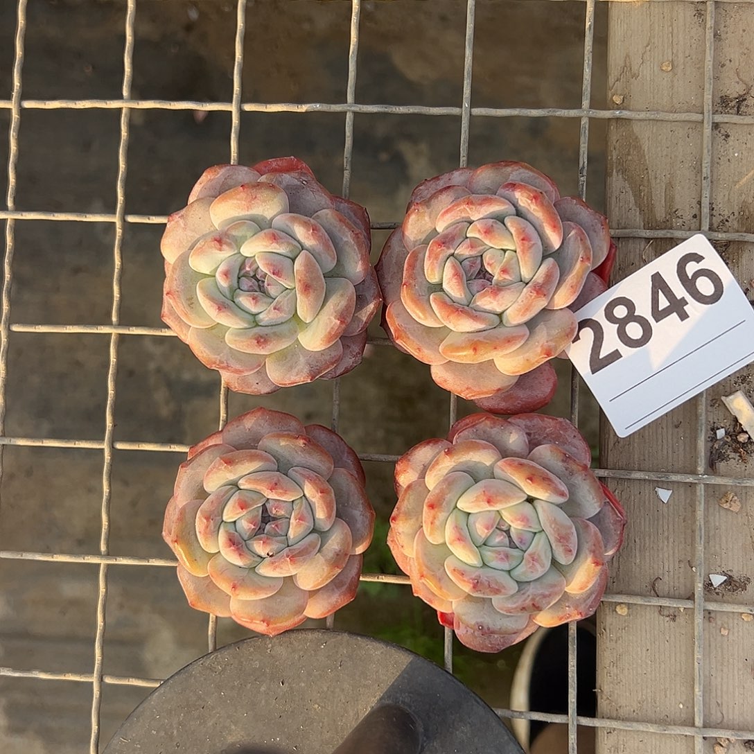 2846，四个单头星影粗腿