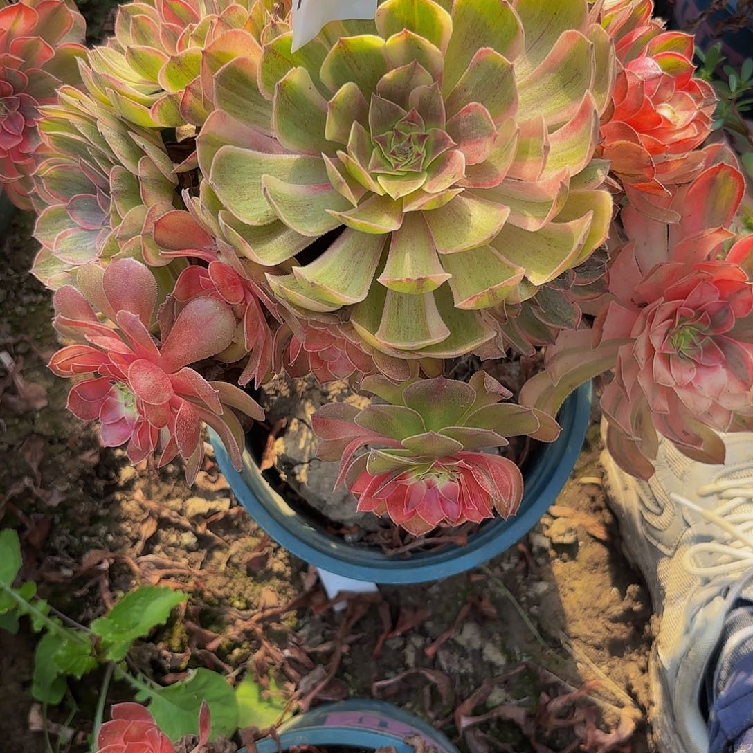 万七彩8-18-836偏远不包邮