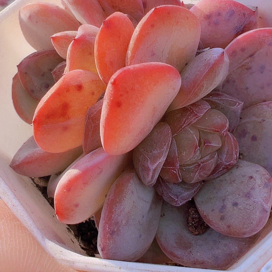 粉星星珍妮群19包邮的