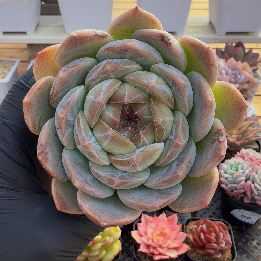 1207-101梦境单头a