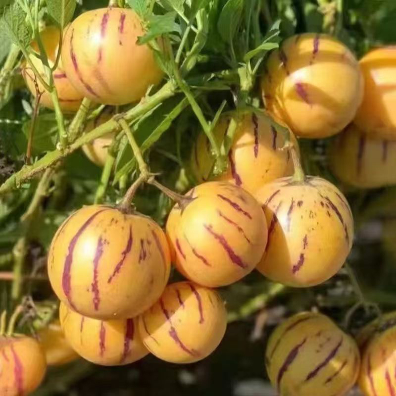 云南石林树上熟果黄肉清甜多汁应季新鲜水果