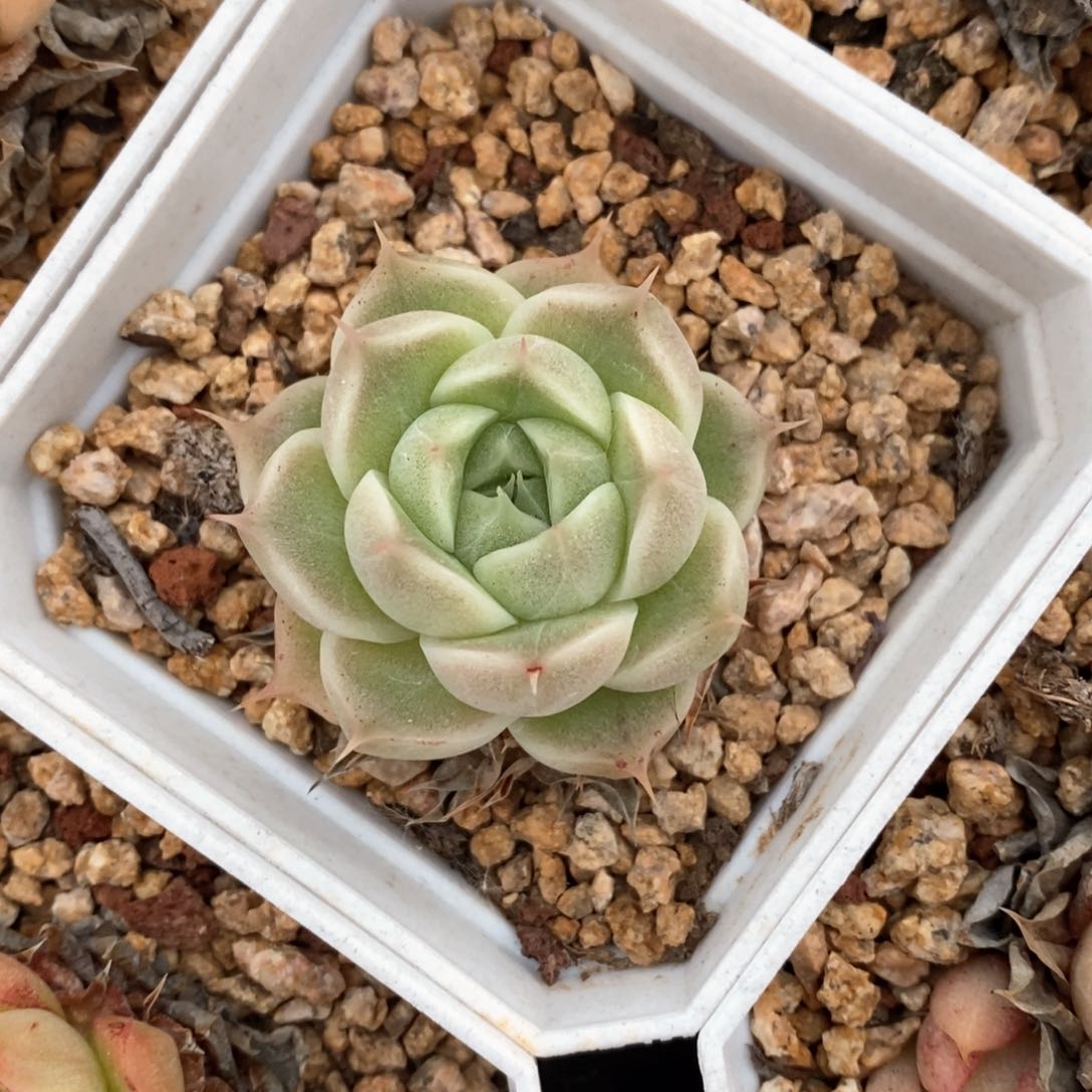 精品多肉一物一拍不包整223