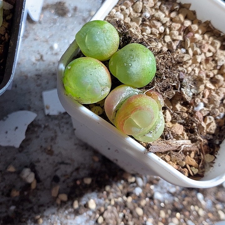 30348。 福利一组拉登。  