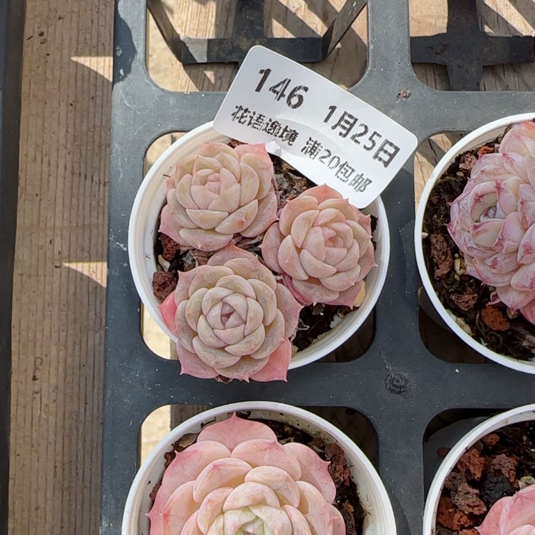 花语逸镜0125-146