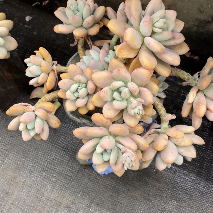 平***糖弥鹿之森一物一图