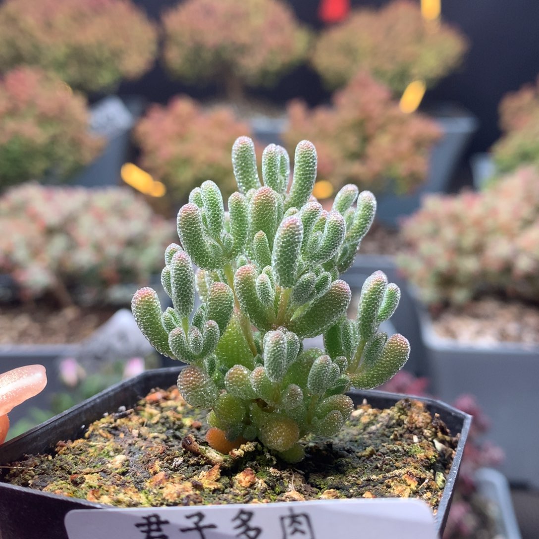 c044实生冰晶枝干番杏