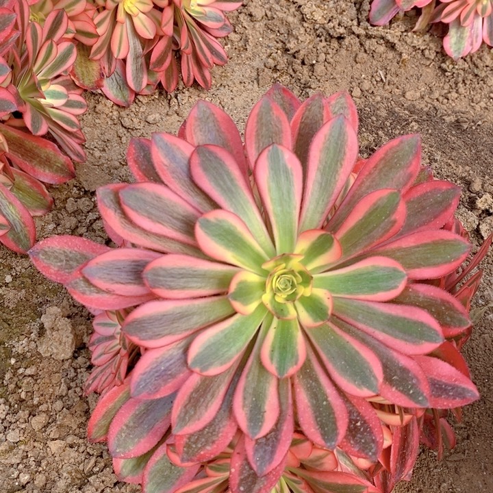 红粉知己多肉111