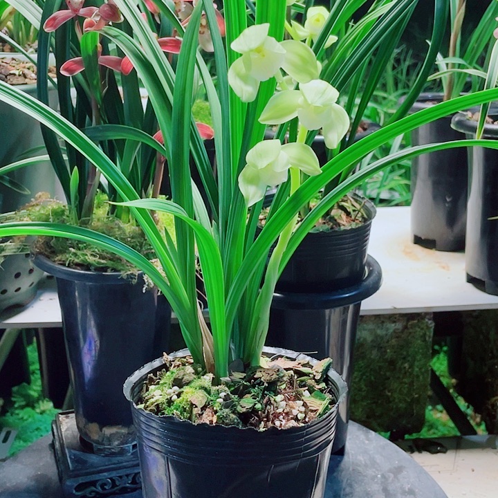 绿***苑完全开放一物一漂亮