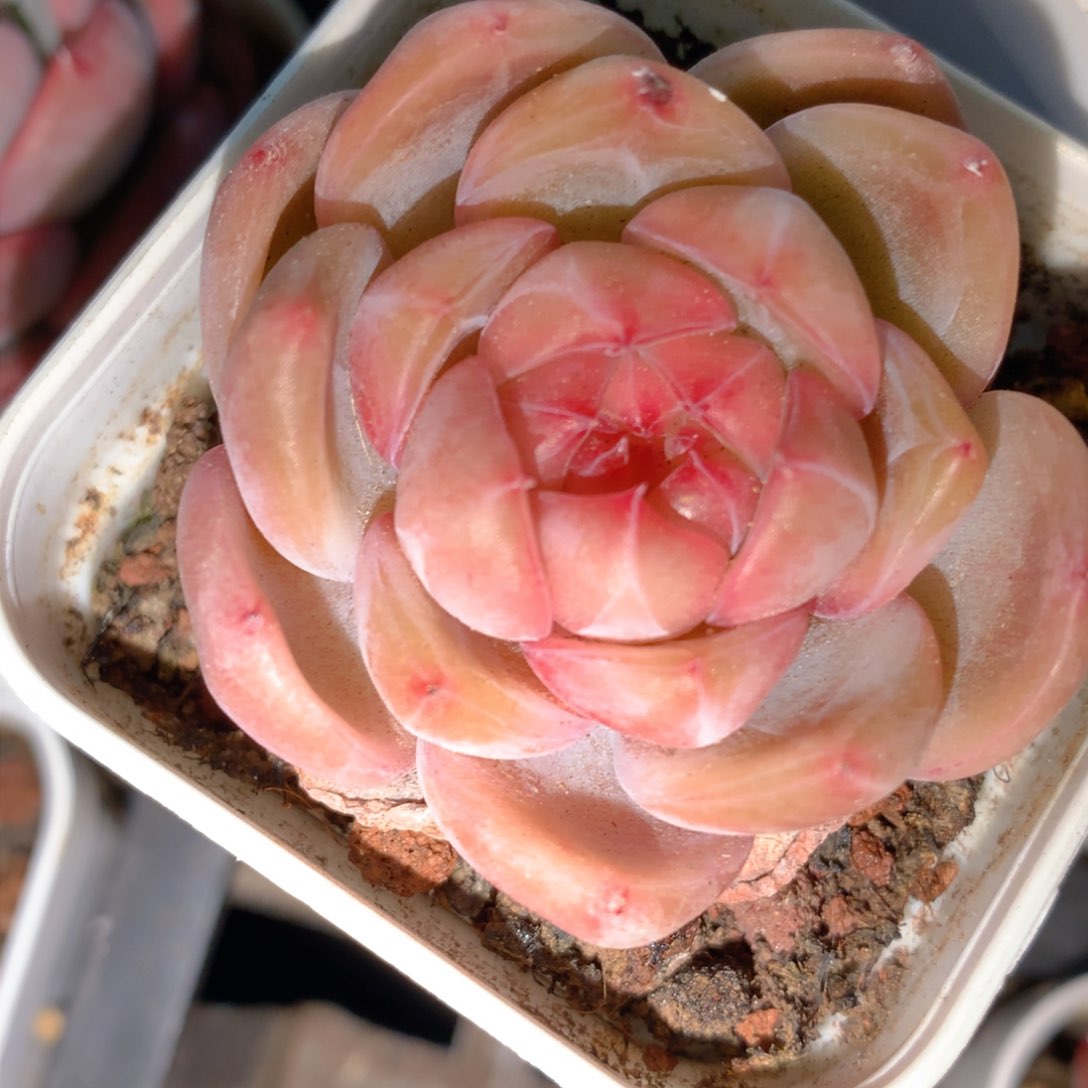 0311-107 珍妮优选