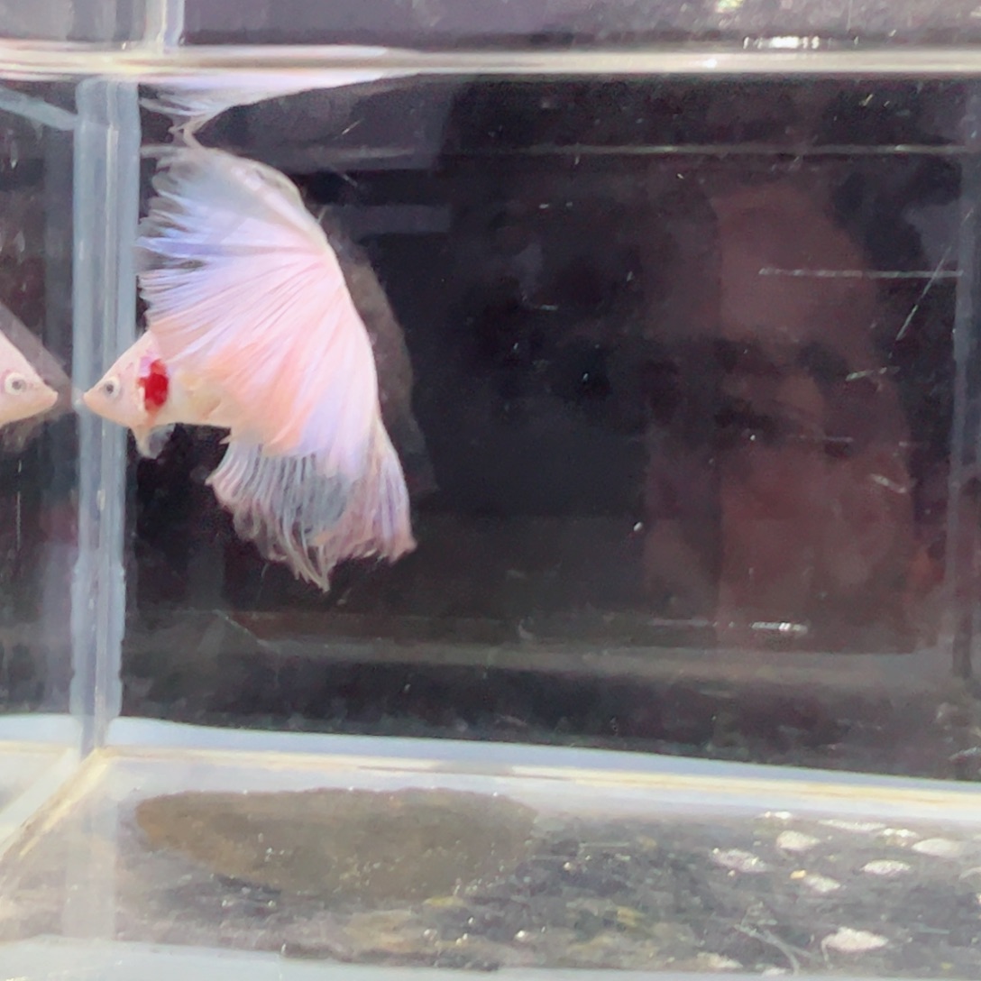 斗鱼浅色仙仙裙特殊尾