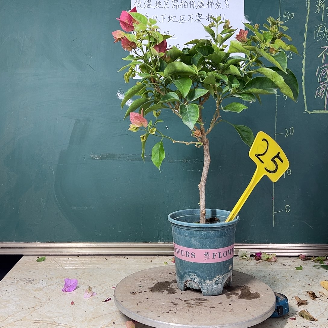 完全开放  天鹅绒大咖啡  25