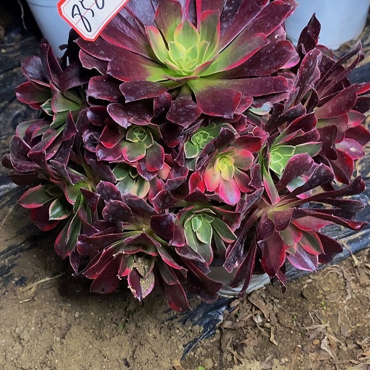 天***）樱桃红老桩捧花856号