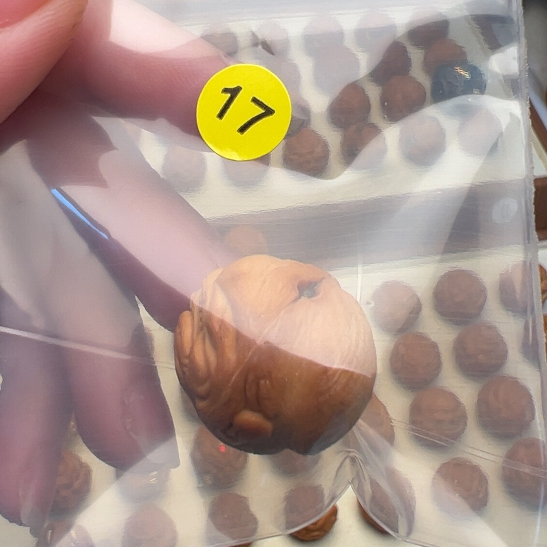 超***王猴头核桃吊坠手修拽爷。17