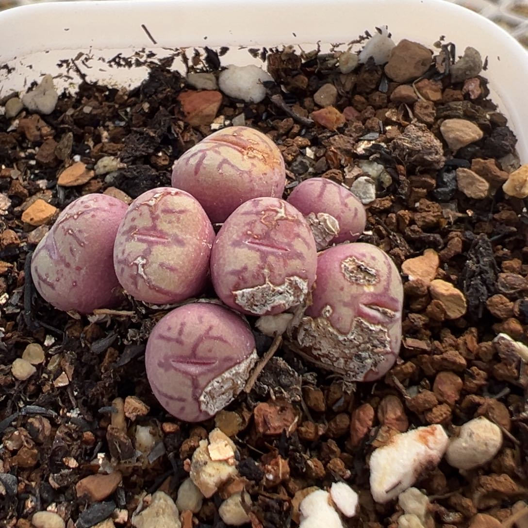 180多肉植物百科知识