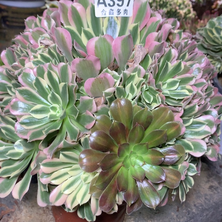 心*397多肉植物一物一拍