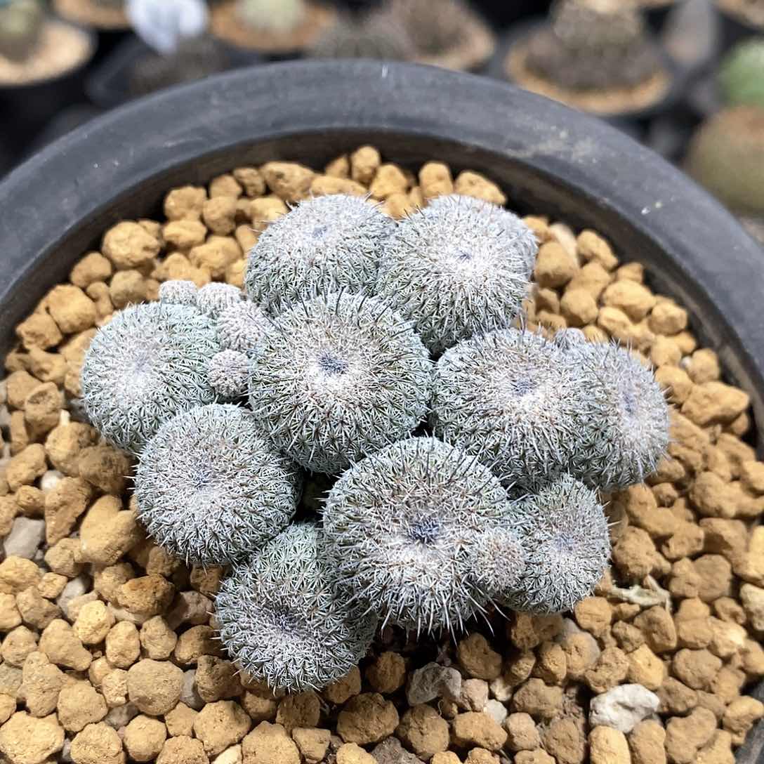 实生乌月丸群仙人球