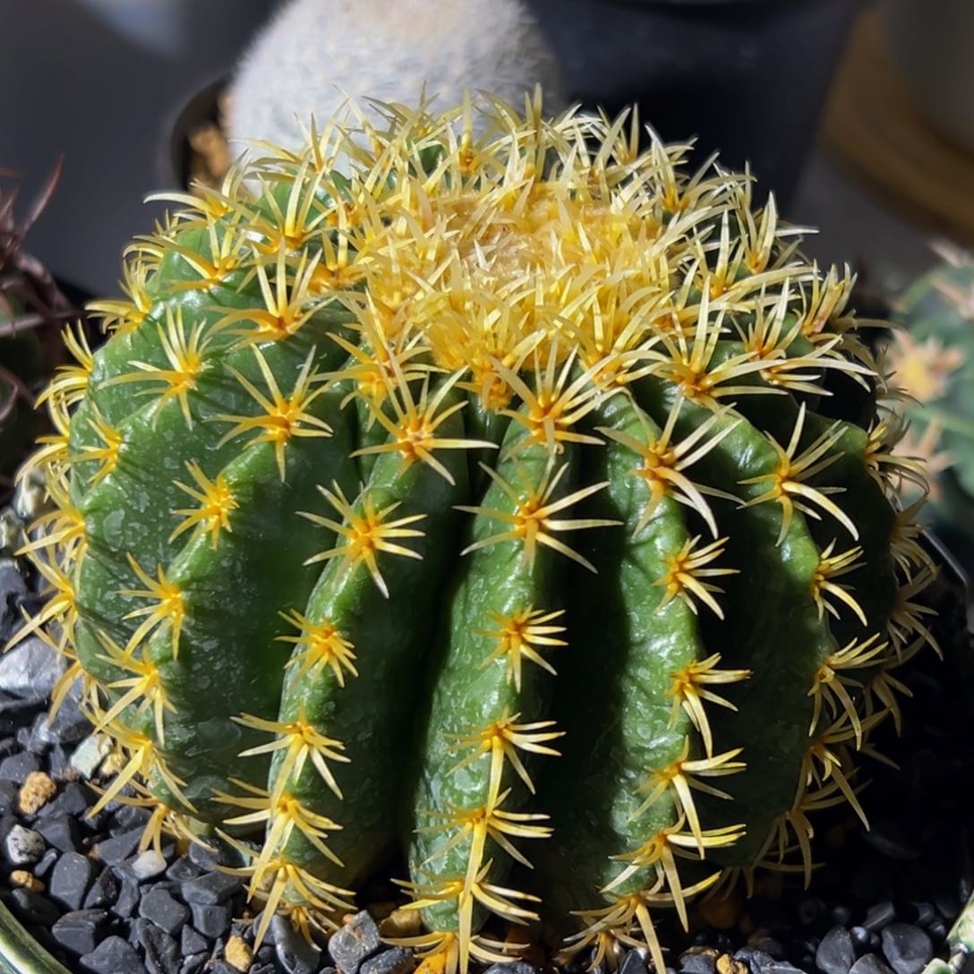 蕾**妈墨西哥王刺520花友裸根发