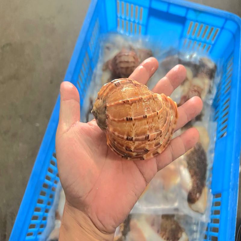 惠来澳角小海螺大海螺野生肥美海鲜水产贝类螺类肉螺杨桃螺