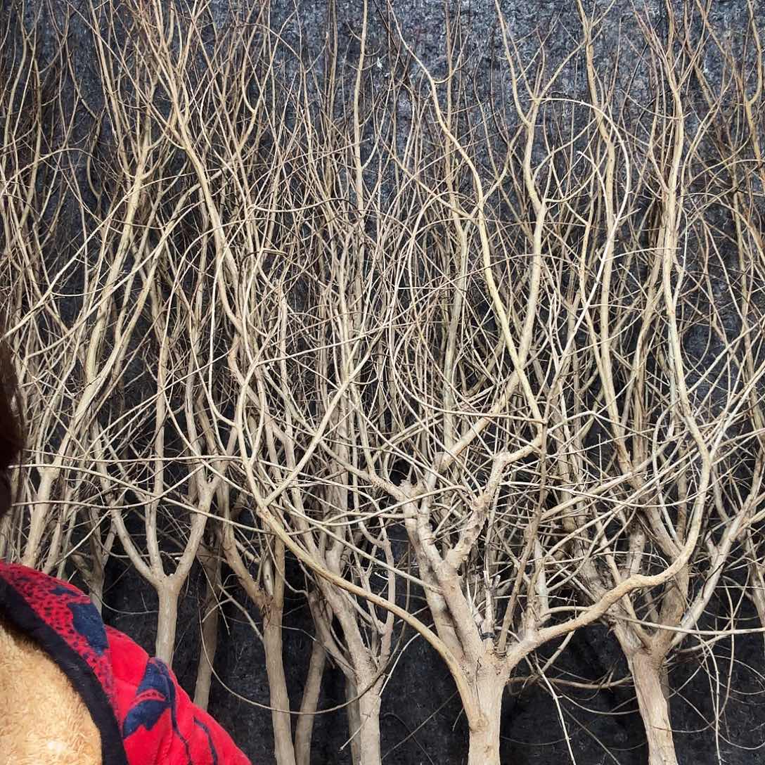 完全开放软籽石榴