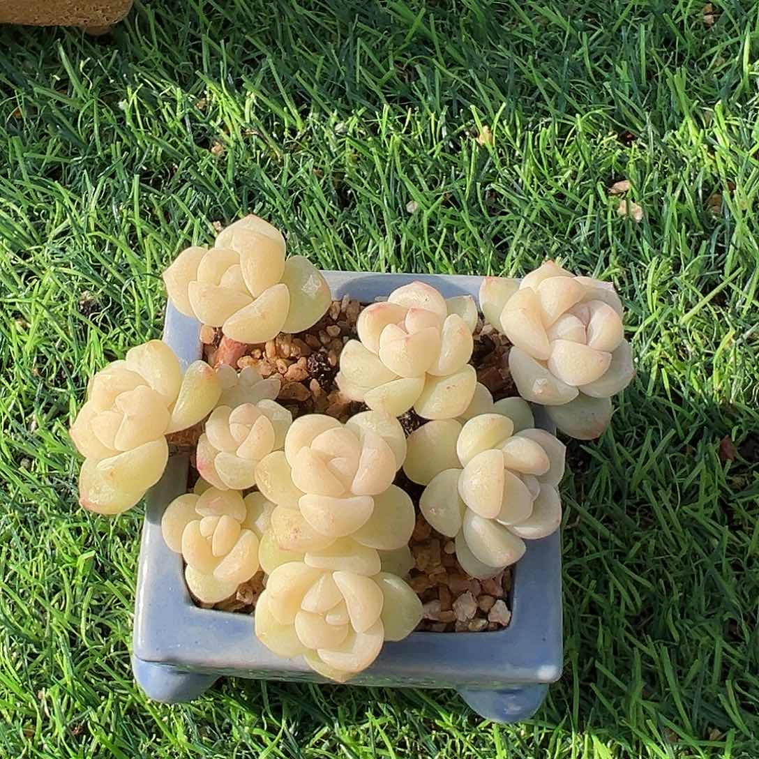 带盆bkvjbbbbvbhhvghhhhhh