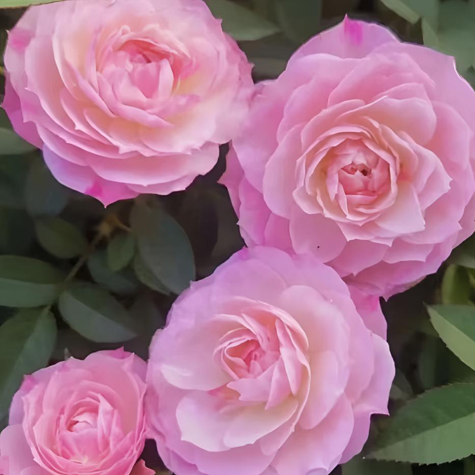 【桃花扇】粉色浓香微型月季盆栽四季开花