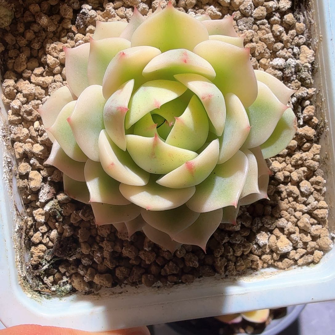 笨吧 锦上园艺一物一拍