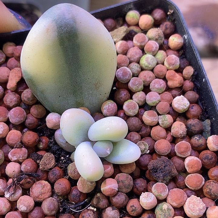 文乐奶酪锦多肉植物