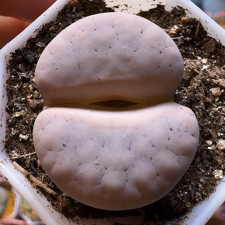 生石花111112。  粉荒。  293