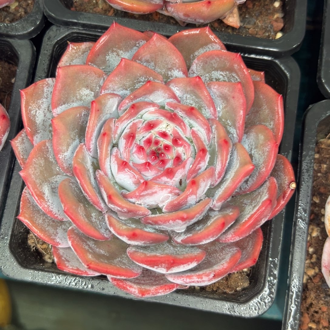 从前慢花园多肉精选编号1.2雪橙