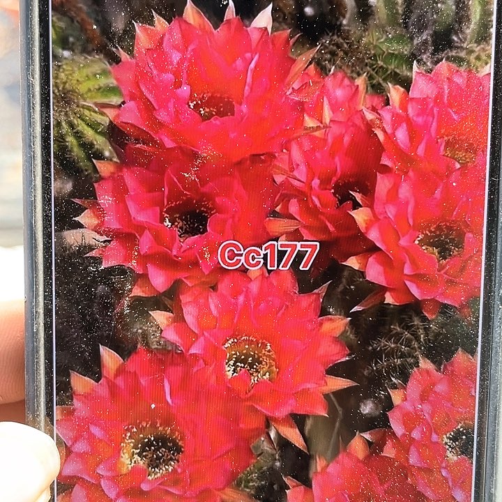 cc177自根7公分以上满18包邮