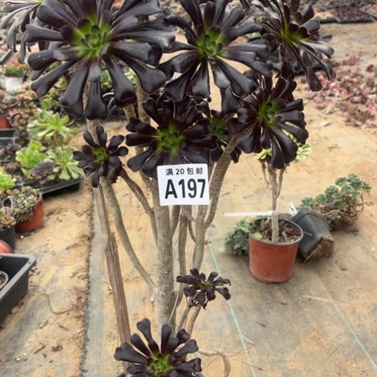 197魔法师有疤不包断枝