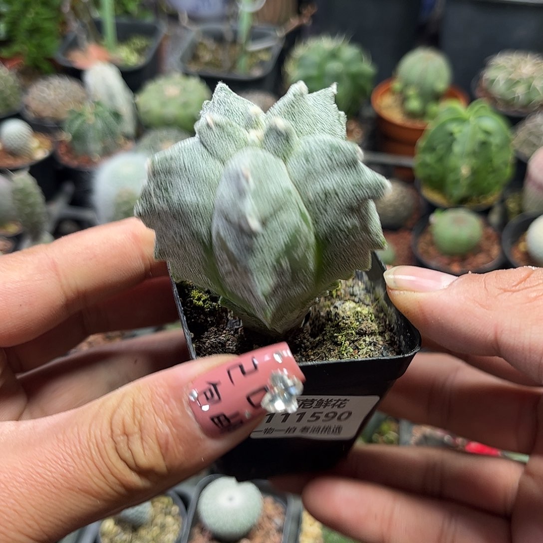 安***光111590一物一拍单头发