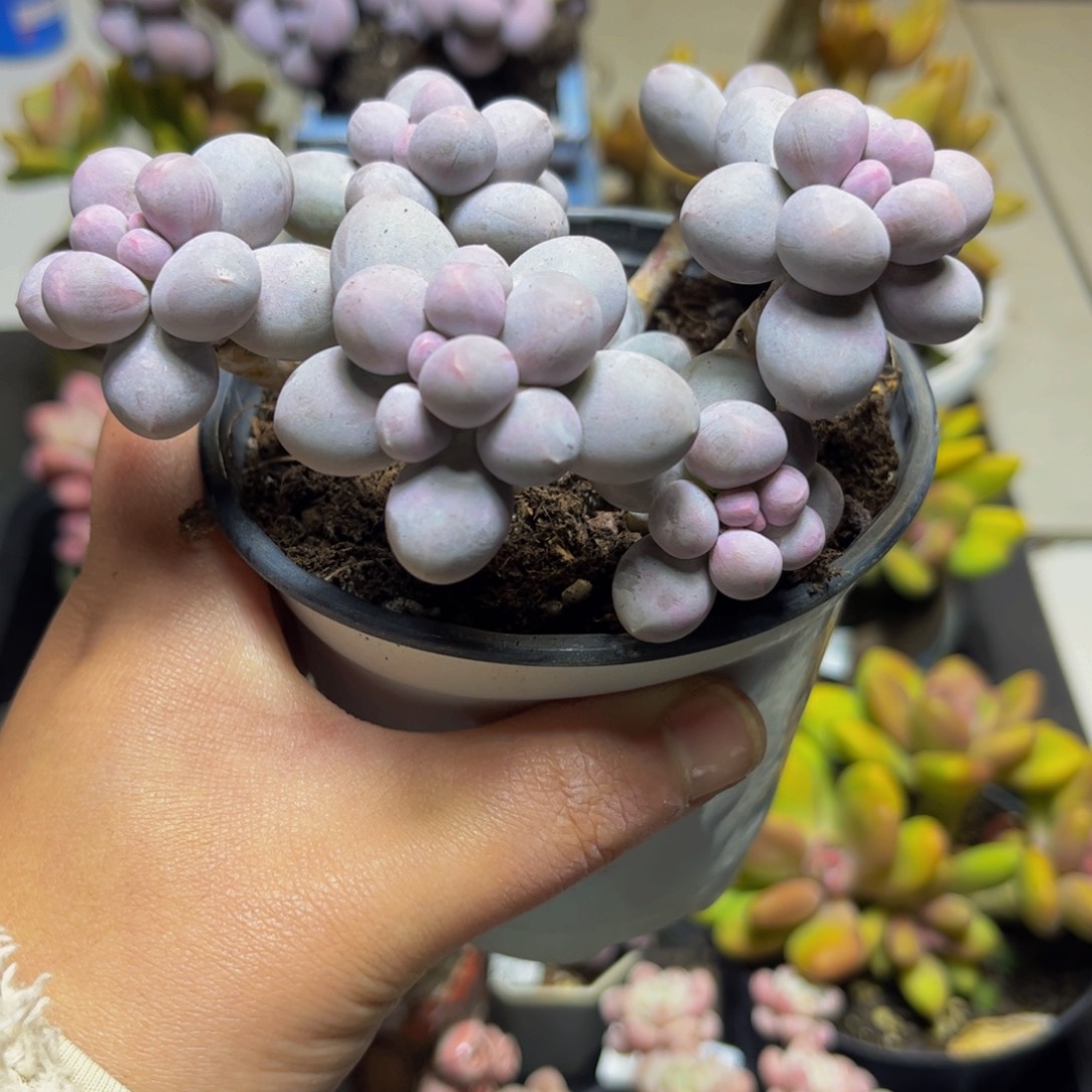 058香水手指12厘米多肉