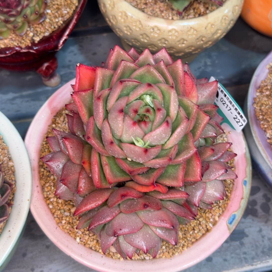 多肉一物一拍0217-227