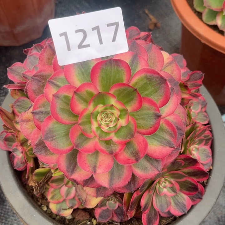 新品海神特价多肉