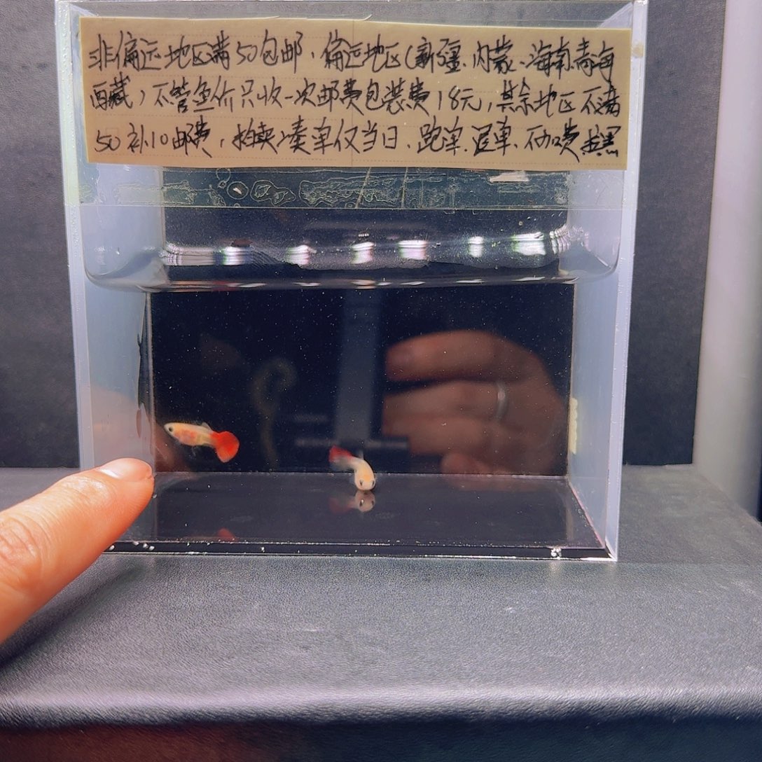 孔雀鱼红礼服玻璃猫一对