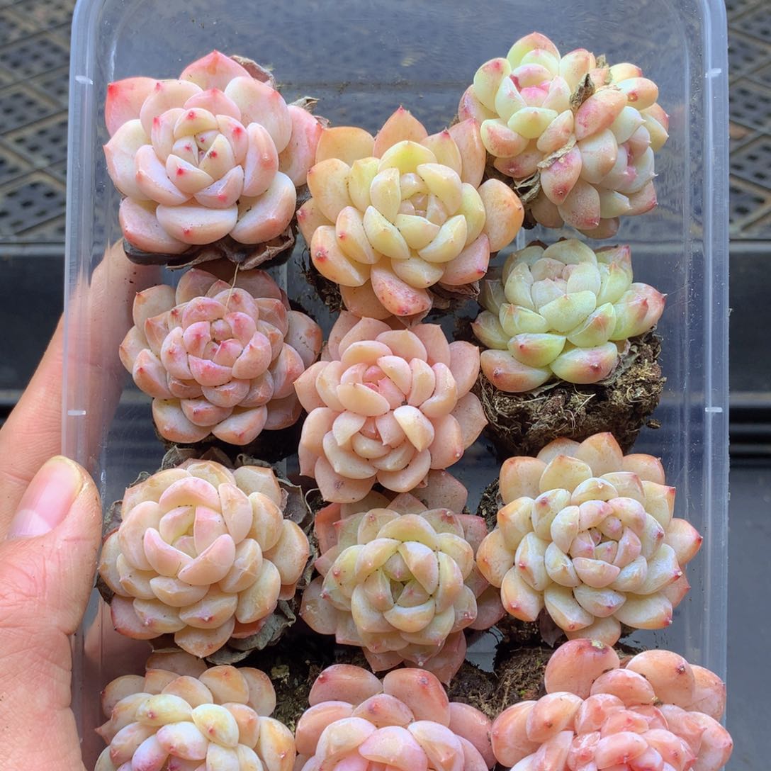 反反复复还是很开心的079