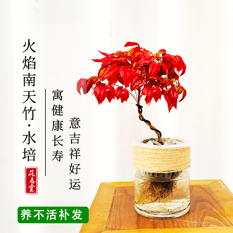 水培火焰南天竹水培小盆栽室内四季好养冬季耐寒绿植景观