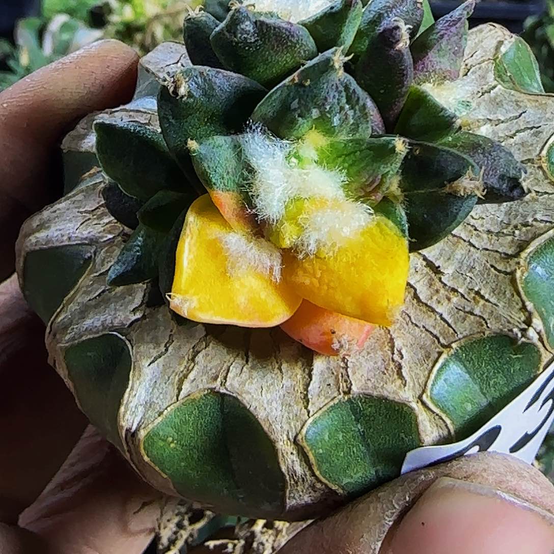 怒涛锦群头335仙人球