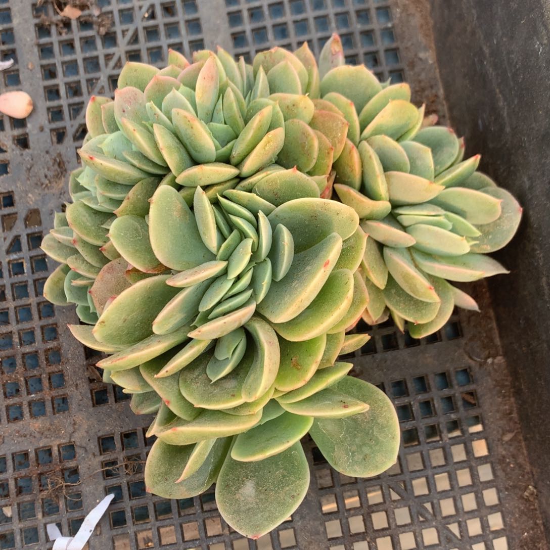 星娜塔缀化一物一拍