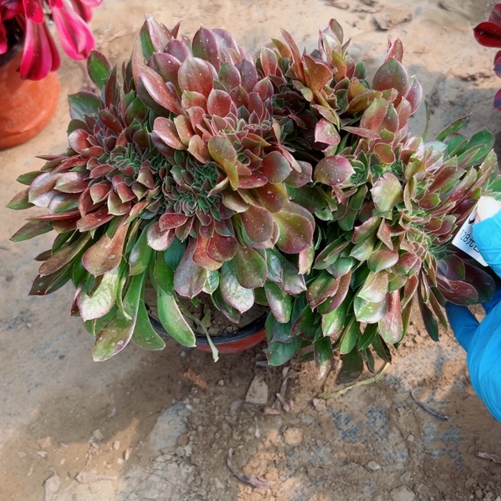 585玫瑰缀多肉植物